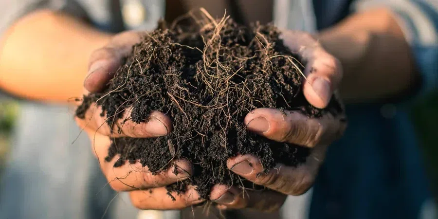 Illustrative image of Organic soil management in Chesapeake